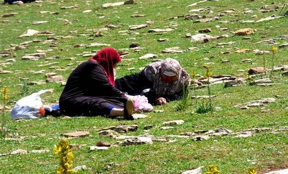 صورة باتنة: عملية قطف أعشاب الزعتر في أوجها