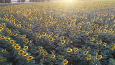 صورة تجسيدا لبرنامج وزاري لتحقيق الإكتفاء الذاتي.. يوم تقني حول زراعة دوار الشمس والذرة الحبية