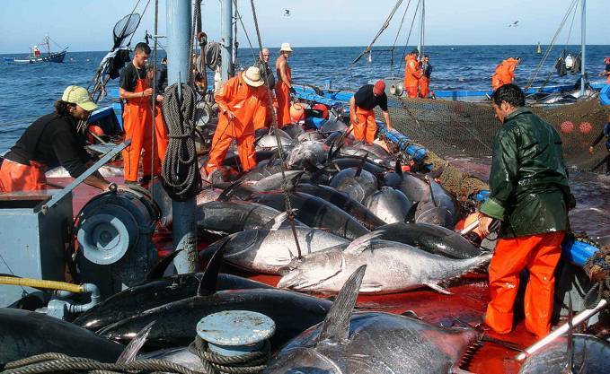 Photo de Campagne de pêche au thon rouge: participation de 3 thoniers de la W. de Chlef