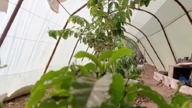 Photo de Chlef: Réussite de la première expérience de culture de café à Bouzeghaïa