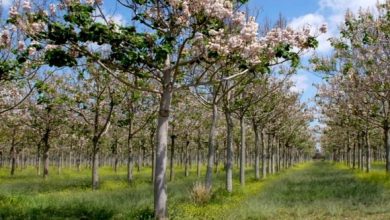 Photo de Introduction de nouvelles espèces floristiques… Le paulownia à travers trois wilayas dès octobre