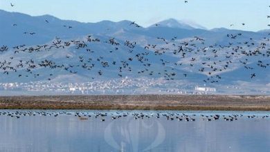 Photo de Batna : Retour en force des oiseaux migrateurs dans les zones humides   