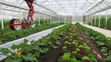 Photo de Agriculture : Les fermes pilotes seront intégrées au processus de production nationale   