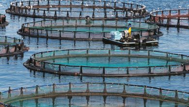 Photo de Skikda : Investissements prometteurs dans l’élevage de poissons en cages flottantes   