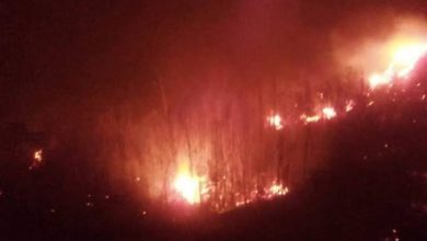 Photo de Oran : Réhabilitation des paysages forestiers incendiés