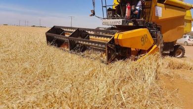 Photo de Tébessa : Lancement  précoce de la campagne moisson-battage