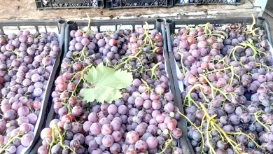 Photo de Boumerdès : Ouverture du marché saisonnier de vente du raisin à Bordj Menaïel